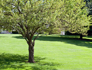 Fototapeta premium Crab Apple Tree in Summer