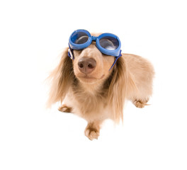 goggle dog