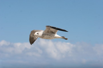flying seagull