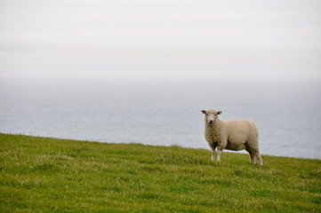 Sheep near the sea in New Zealand