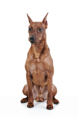 Miniature Pinscher.
