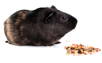 guinea pig with carrot isolated on white background