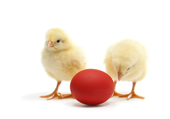 two chicken with egg