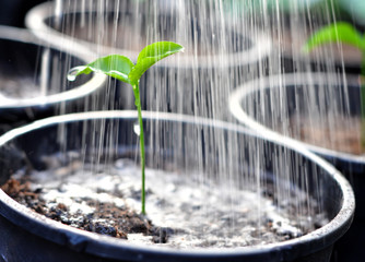 Pouring a young plant