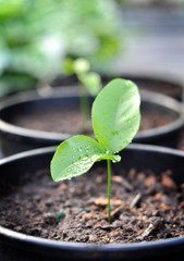 Young plant