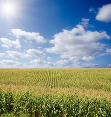green maize field under blue sky with sun