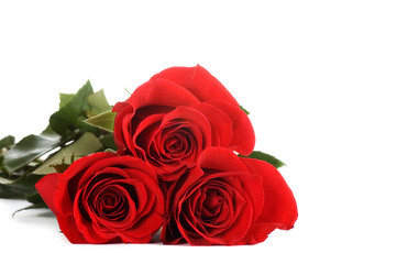 Red rose isolated on white background