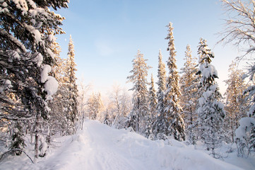 White road in deep winter forest