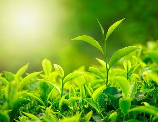 Tea bud and leaves