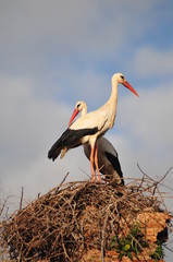 Storchenpaar im Nest