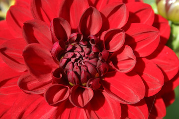 dahlia flower