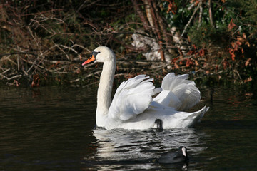 swan on lake