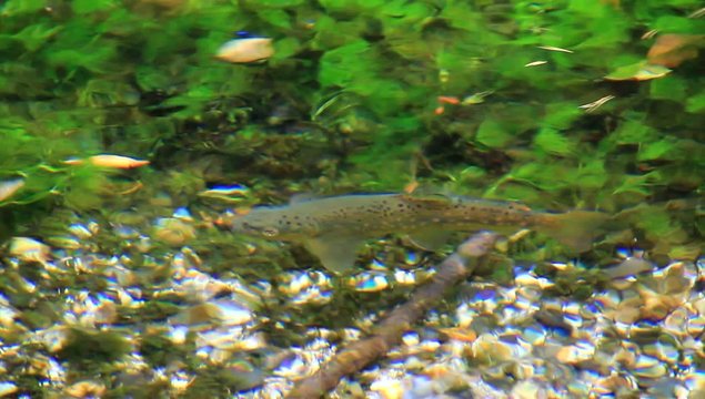 上高地の岩魚　Char in Kamikochi