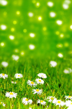 Fototapeta prairie nature soleil