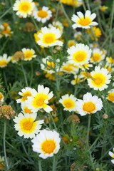 Obraz premium daisies in a field