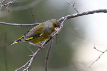 Greenfinch male on branch  with question glance
