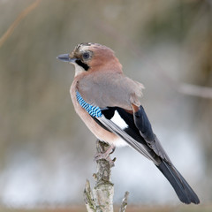 Jay beauty close up on stump