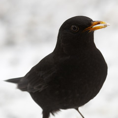 Blackbird with seek in beak close up