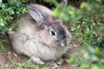 Junger Hase
