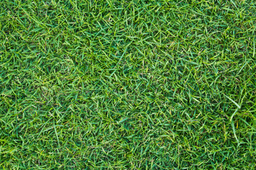 Green grass lawn - 30673269