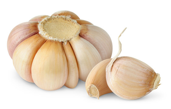 Isolated garlic. Head of fresh garlic and segments isolated on white background