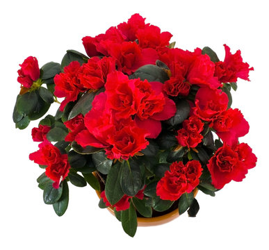 Beautiful azalia flower