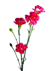 Light red carnation