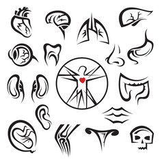 collection of human organs