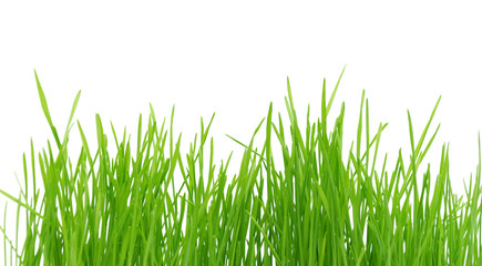 Isolated green grass