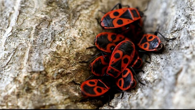 Group Of Firebugs (Pyrrhocoris Apterus)