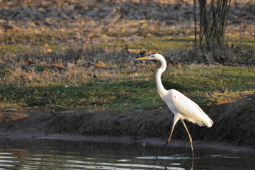 Great Egret (Ardea alba) wading
