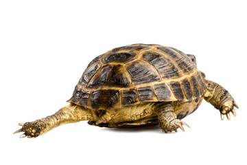 Fototapeta premium turtle's back