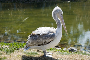 pelican 3