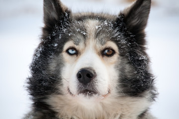 sled dog with different eyes
