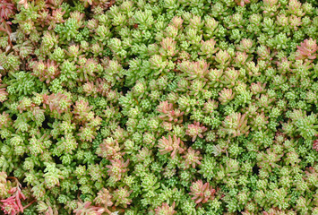 Moss closeup shot, horizontal natural background