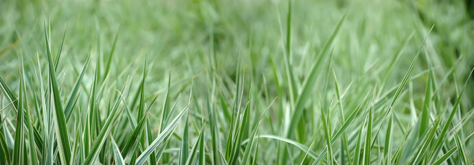 Grass closeup shot, horizontal background