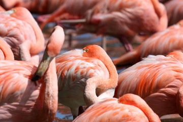 Beautiful Flamingo