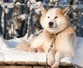 Chukchi husky dog