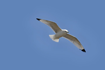 Flight of sea-gull
