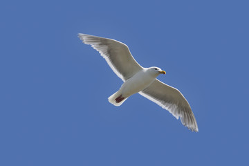 soaring sea-gull