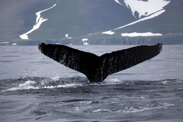 Obraz premium tail of humpback whale