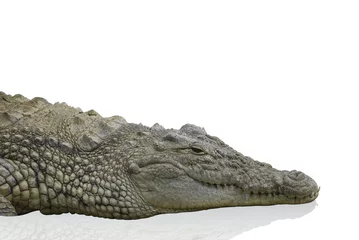 Photo sur Aluminium Crocodile isolated crocodile 1