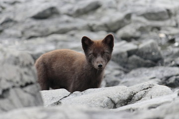 Arctic fox of the Commander Islands