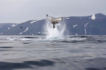 Humpback whale's tail smack