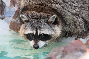 Raccoon