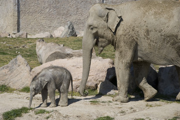Fototapeta premium baby elephant