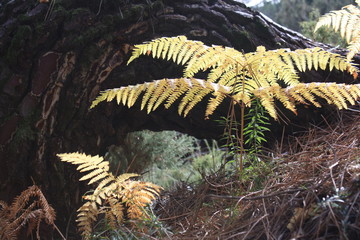 helecho en el bosque