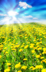 Field of dandelions