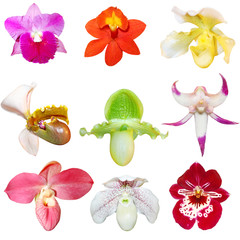 Set of Orchids
