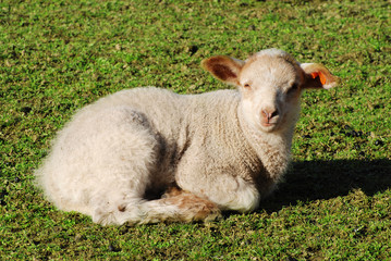 Obraz premium lamb lying on the grass